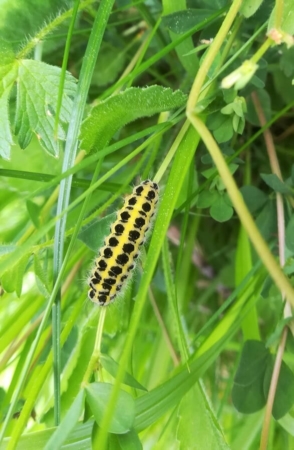 Chenille d’un papillon de la famille des Zygénidés (Zygaena sp)