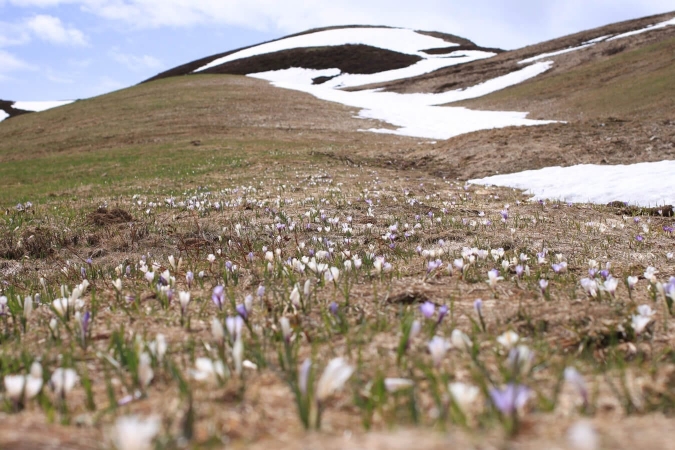 Crocus dans le massif du Mont Blanc