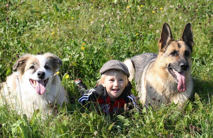 Un jeune enfant jouant avec 2  chiens