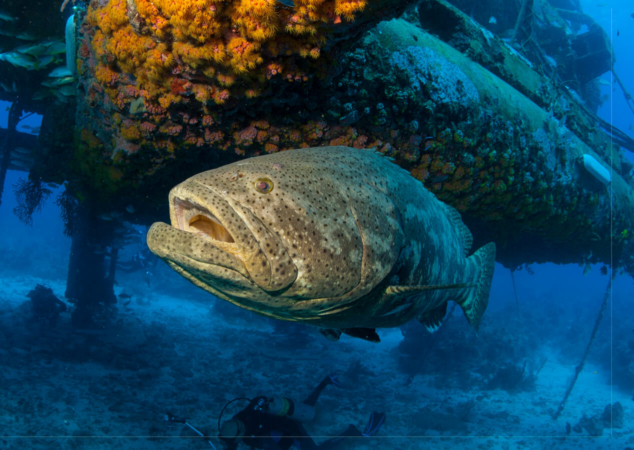 Le Mérou géant (Epinephelus itajara) est en danger