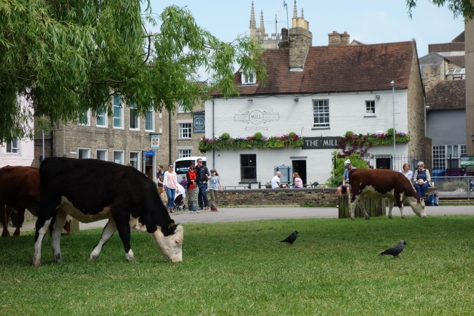 Vaches pâturant dans un parc de Cambridge (Angleterre)