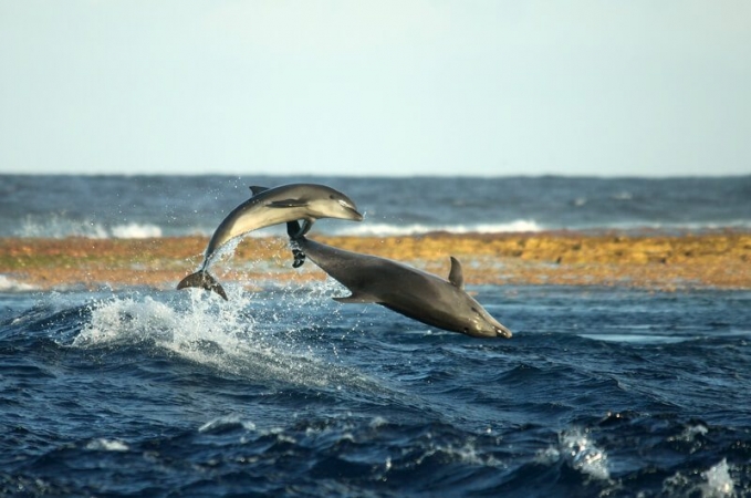 Les grands dauphins passent beaucoup de temps à socialiser dans la passe de Tiputa, à Rangiroa