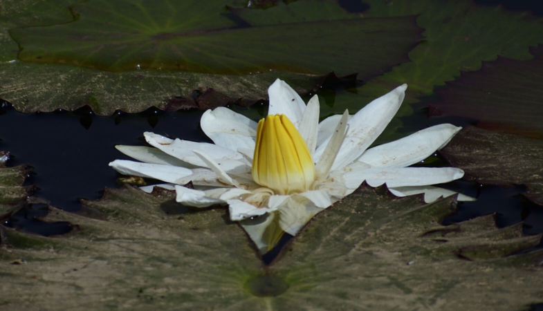 Nénuphar blanc des étangs