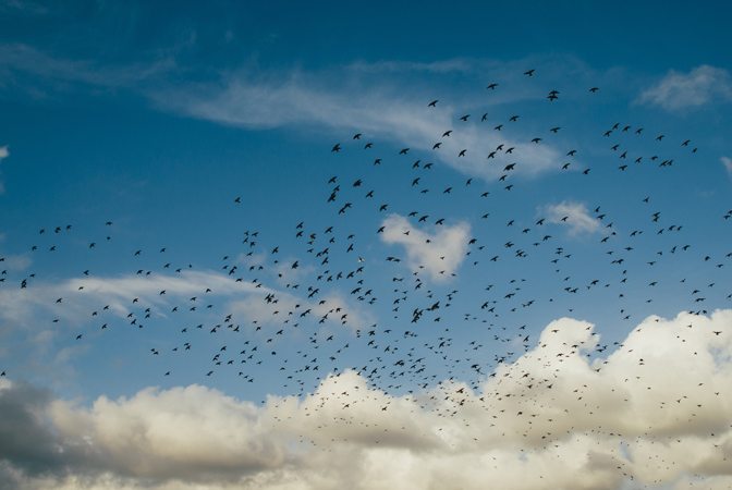 Oiseaux auxiliaires de culture