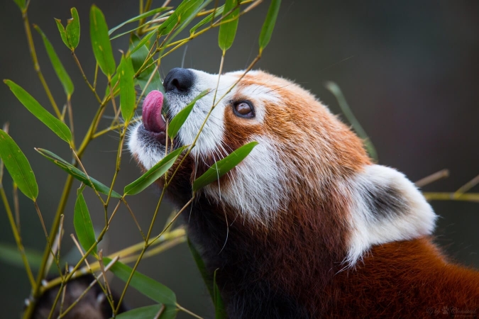 Panda roux (Ailurus fulgens) en pleine dégustation