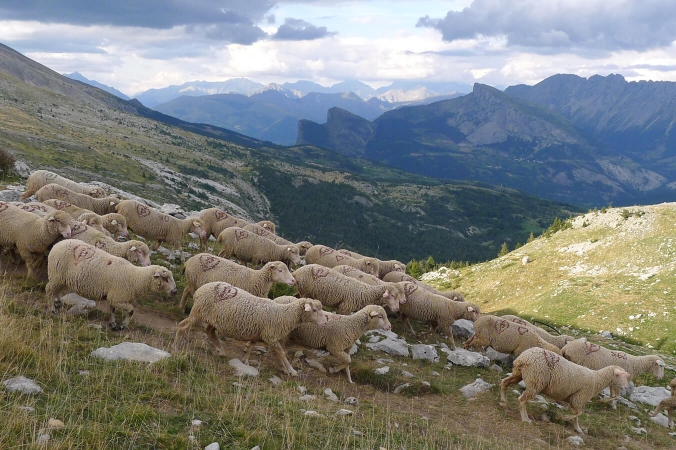 Exemple de pastoralisme : Pâturage dans les Hautes-Alpes dans le Devoluy