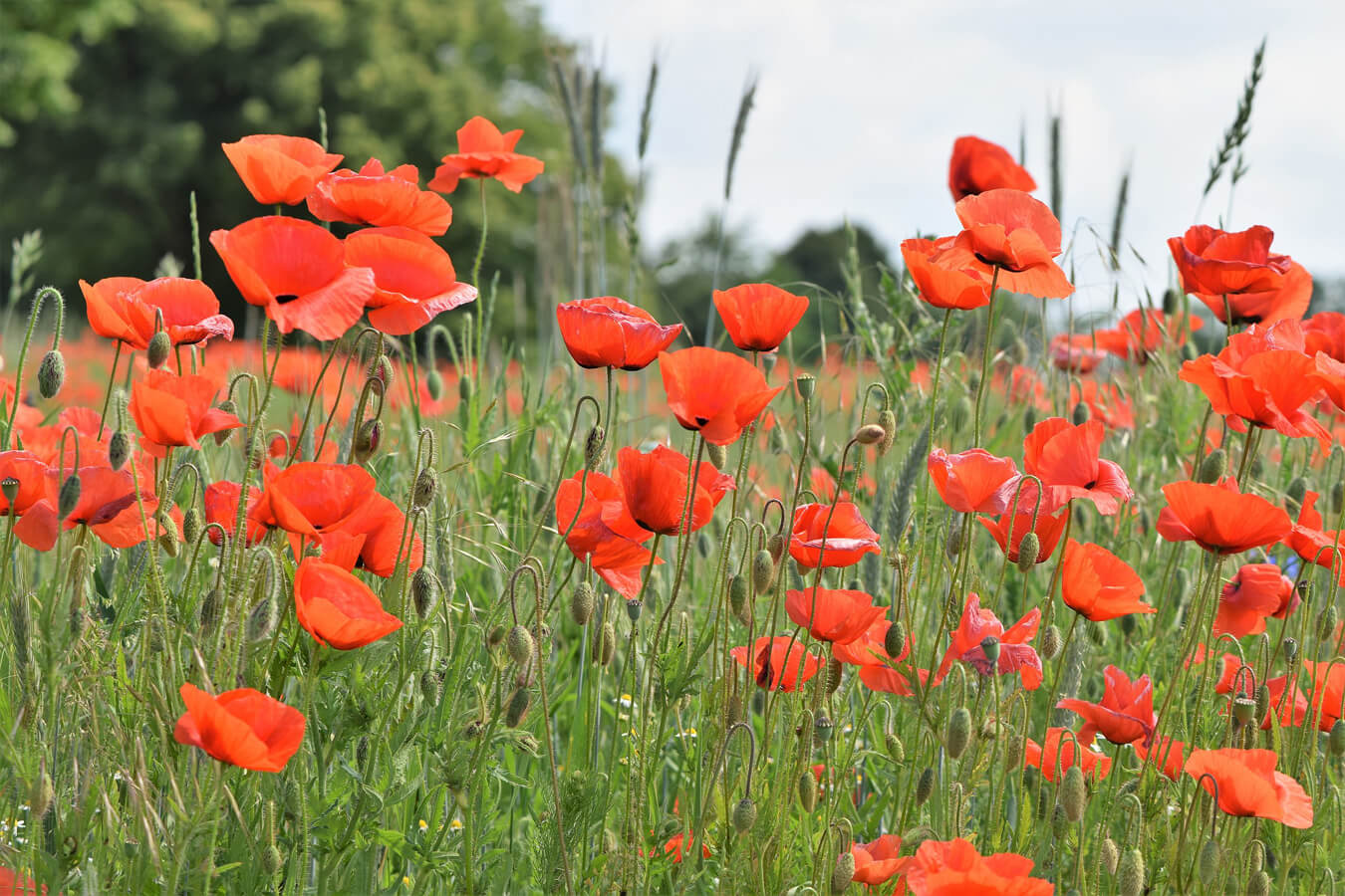 Le coquelicot en phytoremédiation : une espèce bio-indicatrice par excellence du pH d'un sol