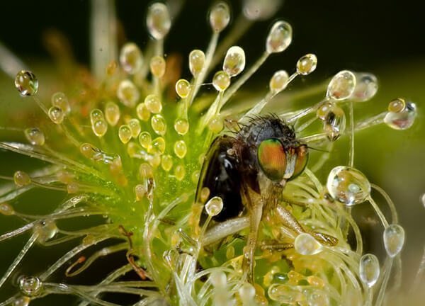 Mouche prise au piège d'une plante carnivore