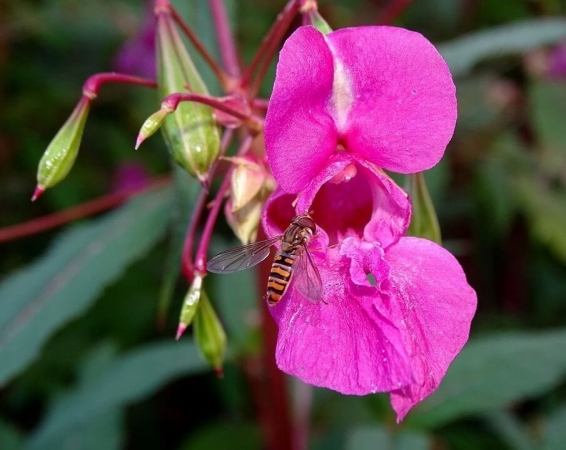 Une plante invasive ? La Balsamine de l'Himalaya (Impatiens glandulifera) nourrit très bien nos Syrphes !