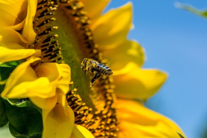 Les abeilles sont les pollinisateurs les plus connus