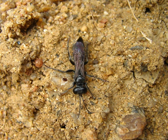 Pompilidae vu de dessus et se déplaçant au sol