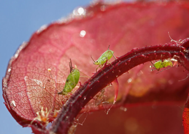 Des bioagresseurs aussi beaux que célèbres : les pucerons !