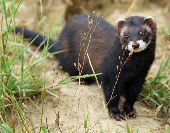 Femelle putois en captivité dans le centre de sauvegarde de la vie sauvage de Newchapel, Angleterre