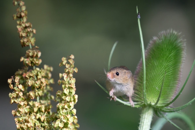 Rat des moissons en pleine action !