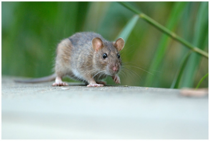 Rattus norvegicus près du Parc de Bercy