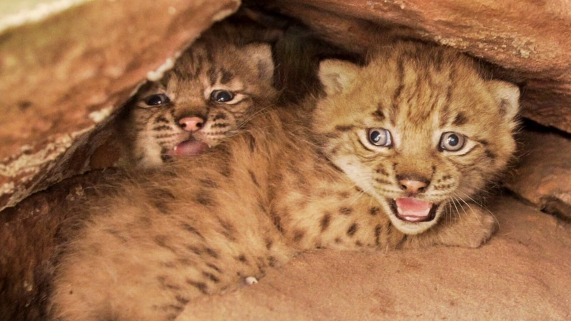 Filou et Palu, lynx mâles dans leur cachette