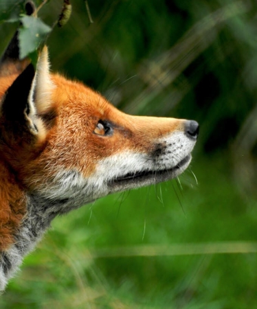 Le Renard Roux Est Il Un Nuisible