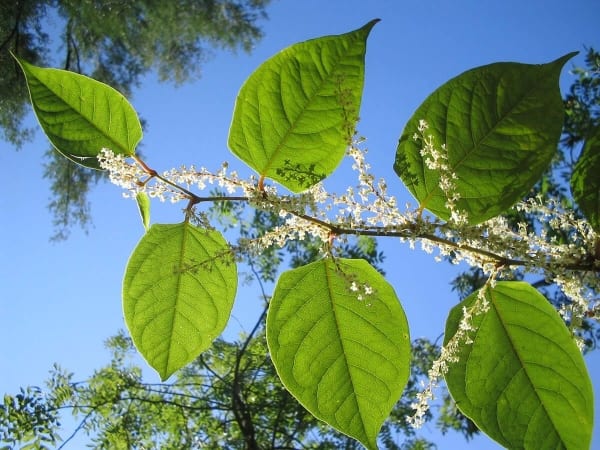 Lutter contre la renouée du Japon : bonne idée, peine perdue ou gros gâchis  ? | DEFI-Écologique : le blog