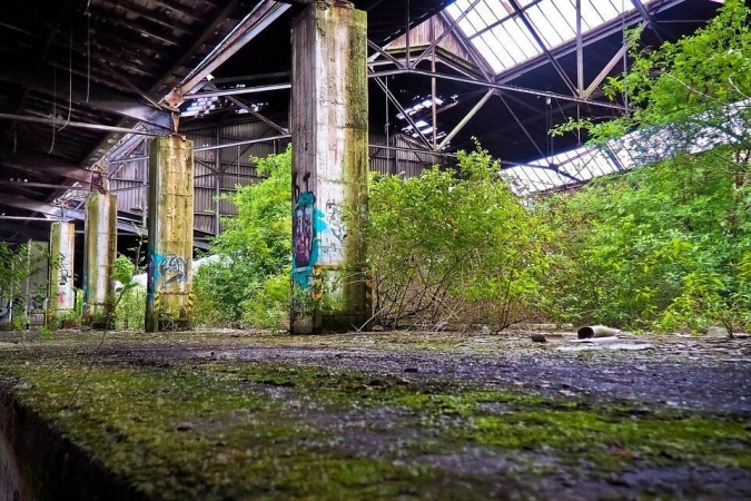 Retour de la végétation dans une friche industrielle