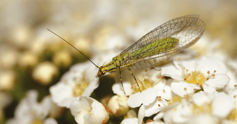 Service en Conseil en biodiversité agricole