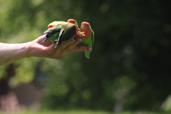 Le soigneur animalier et ses compagnons : inséparables lors d'un spectacle d'oiseaux en vol libre