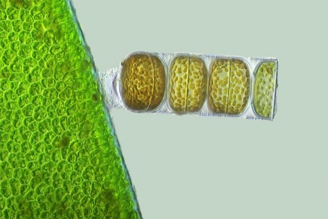 Diatomée Melosira monoliformis présente dans la Terre de diatomées