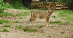 Ovins prédatés et tirs de loups : la gestion calamiteuse de Canis lupus en France