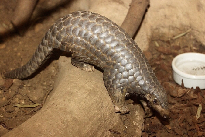 La viande de brousse se consomme et se commercialise dans de nombreux pays, comme le pangolin qui s'achète de la France à la Chine