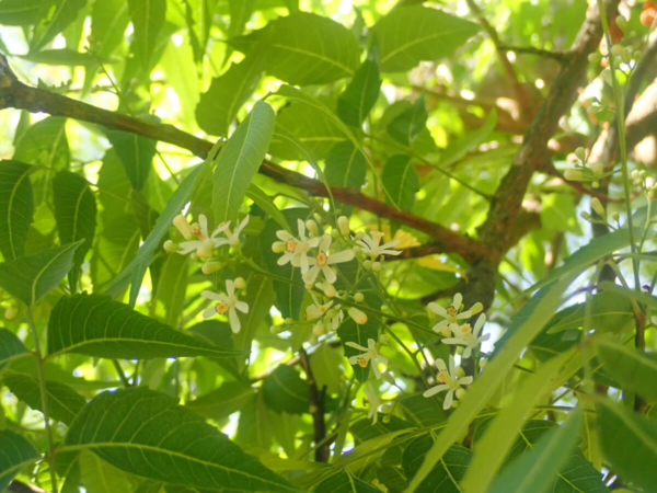 Inflorescence d'Azadirachta indica, la margousier qui nous veut du bien