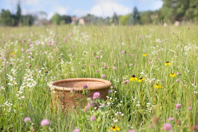 Cortège floristique de plaine et panier de récolte