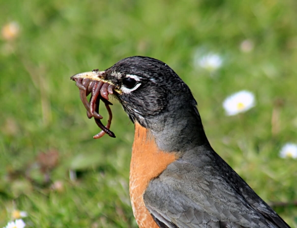 Turdus migratorius prèt à passer à table : le ver de terre est un festin !