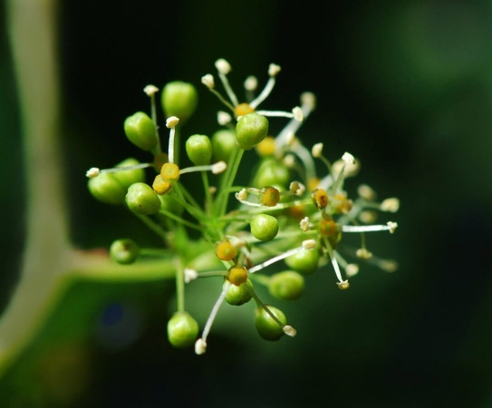 Fleur de lambrusque mâle de Vitis vinifera