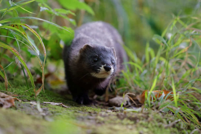 Le Vison d'Europe : un mammifère patrimonial au bord de l'extinction ...